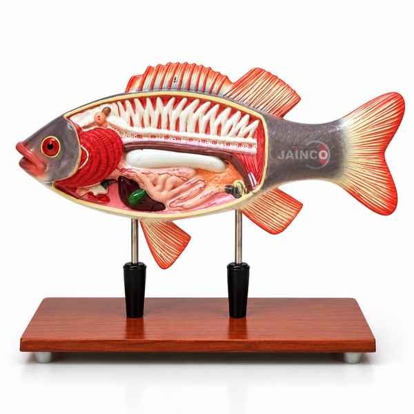 Fish Skeleton